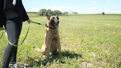 Caninova 66 - Éducateur Canin et Comportementaliste