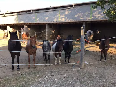 Centre Equestre Perpignan Mas Bresson