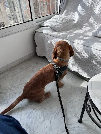 Chadog Toilettage