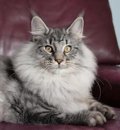Chatterie des Chatalans