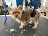 Metamorph’os Dog & Cat