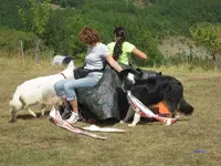 Educateur Canin Roanne Olivier Petit