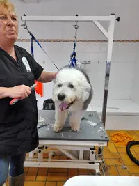 Os Beaux Chiens