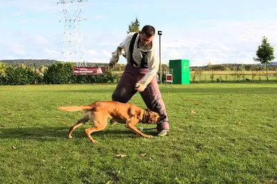 Club Canin du Val-d’oise À Persan