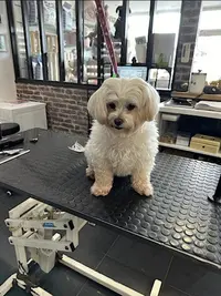 l'Esprit Canin