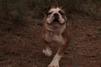 4dogs