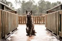 Just Animal