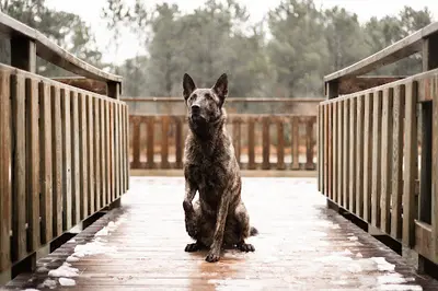 Just Animal