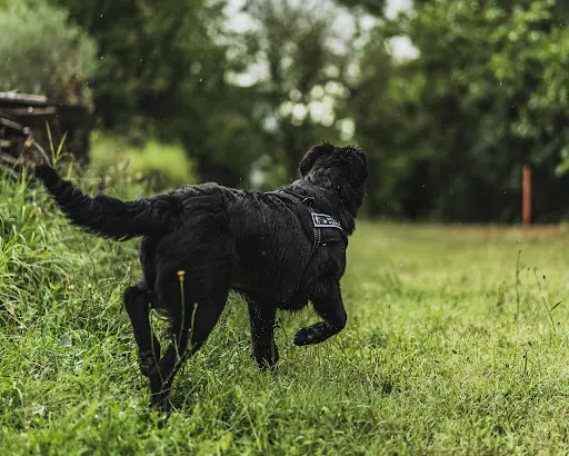 Lor Educ Éducatrice et Comportementaliste Canin Bordeaux
