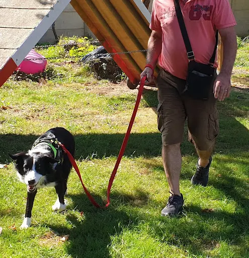 m'Happy Dog Coaching