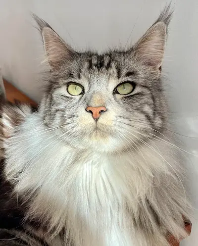 Chatterie de Beautycoon et Elevage de Doukywa