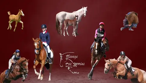 Elevage des Morins