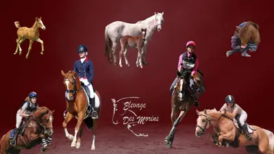 Elevage des Morins