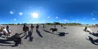 Les Destriers du Nord