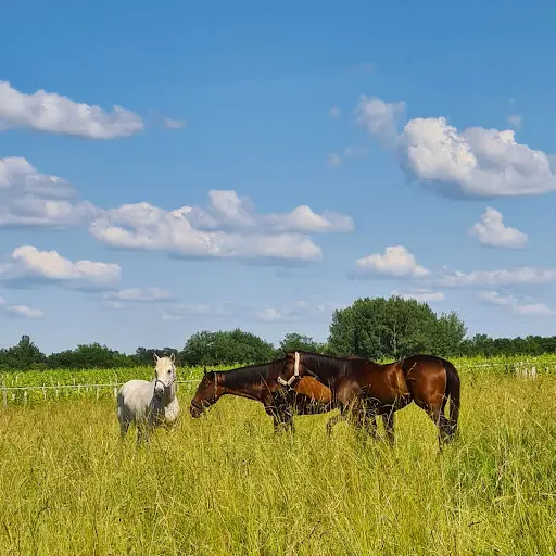 Haras des Ilots