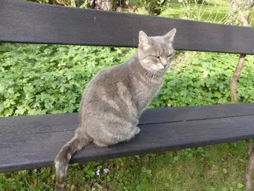 Pension Familiale Pour Chats "sweet Home Cattery"