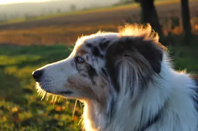 Educateur Comportementaliste Canin Soluchien Karinne