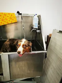 La Fée du Toilettage