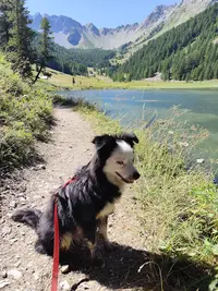 A2line Cani Harmonie