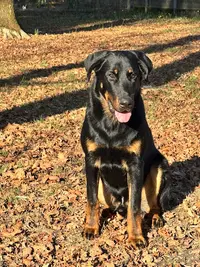 Élevage Beauceron de L’eden des Boss