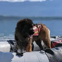 Dogzone Education