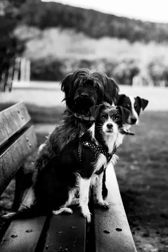 Fanny - Animal Passion