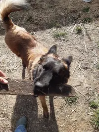 Chien Écolier