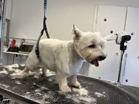 Salon de Toilettage Ölrún Ápolás