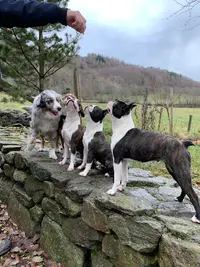 Elevage Canin du Désir de Trust