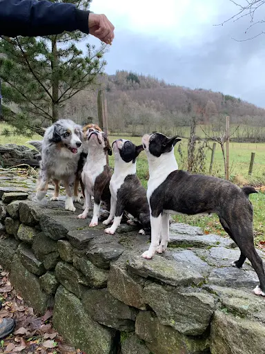 Elevage Canin du Désir de Trust