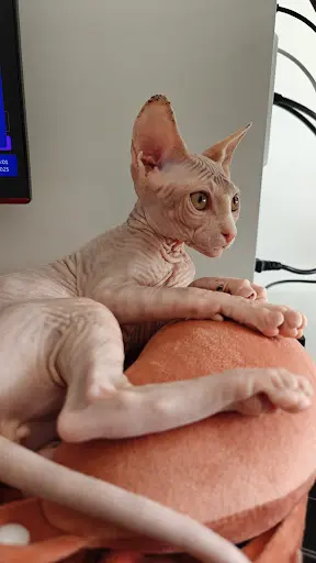 Chatterie du Domaine Adara Sphynx