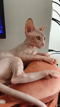 Chatterie du Domaine Adara Sphynx