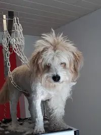 Toilettage Canin Tini Dog