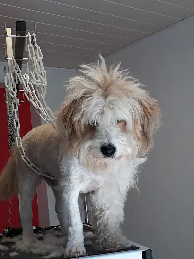Toilettage Canin Tini Dog