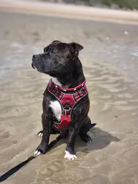 Élevage de Staffordshire Bull Terrier les Bleus d'Amour