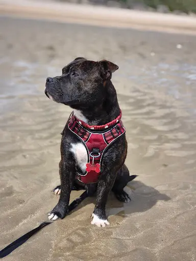 Élevage de Staffordshire Bull Terrier les Bleus d'Amour