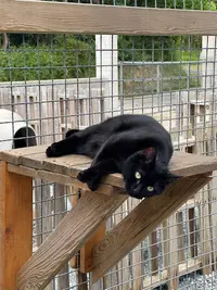 Pension Féline Royal Cats