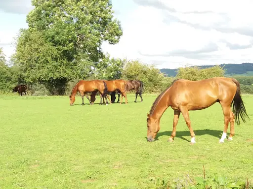Pierrefont Équitation