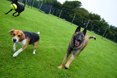 Coaching Dog – Éducateur Comportementaliste Canin