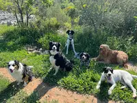 Mika Dog Lover
