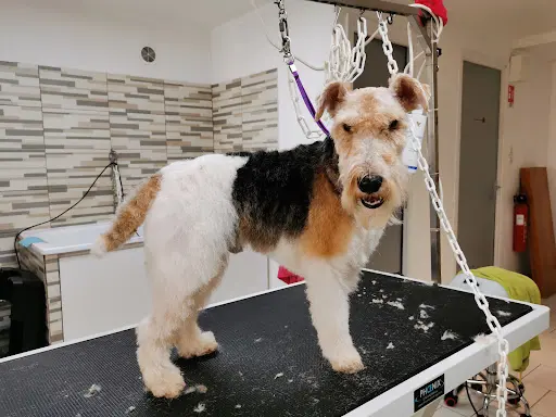 Doggy Coiff