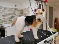 Doggy Coiff