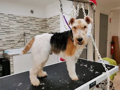 Doggy Coiff