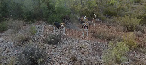 Vincent Denis - Elevage de Beagles