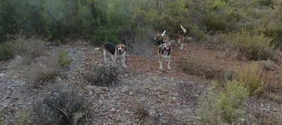 Vincent Denis - Elevage de Beagles