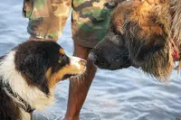 Consult Dog Educateur Canin