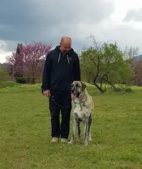 Linc School - Éducation et Coaching Canin