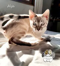 Chatterie la Bengalerie d'Ange