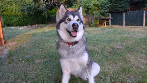 Zen Dog Attitude