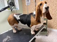 Cani Plouf Toilettage